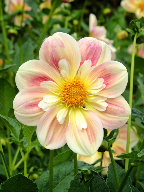Textured centre dahlia close-up