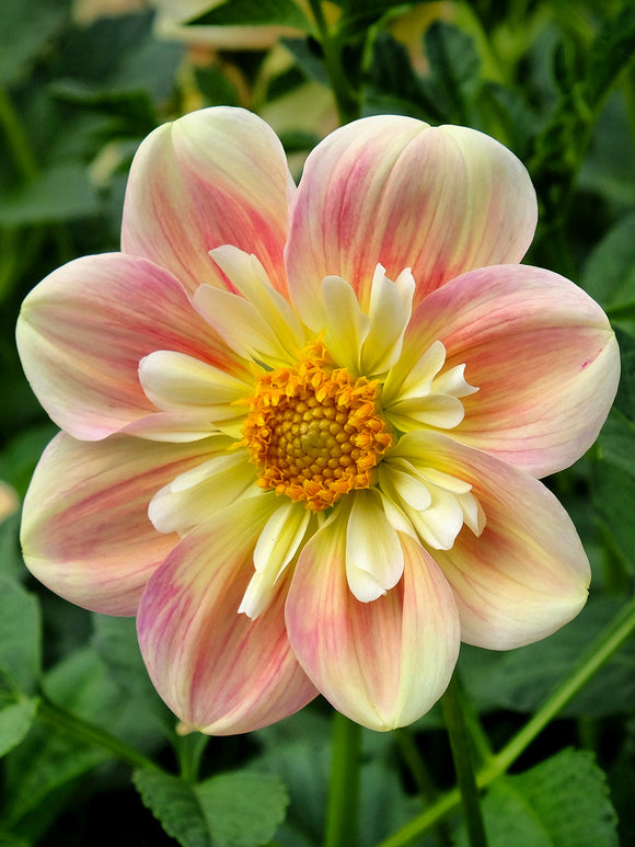 Dahlia ‘April Heather’ anemone bloom