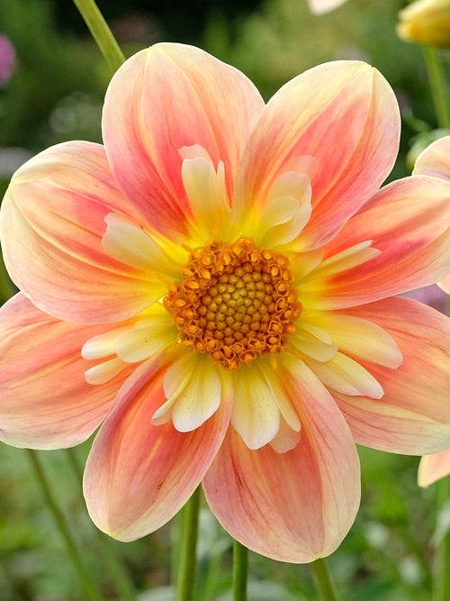Soft peach anemone-flowered dahlia