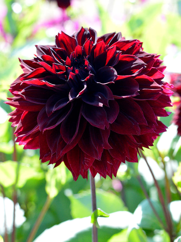 Dahlia Arabian Night