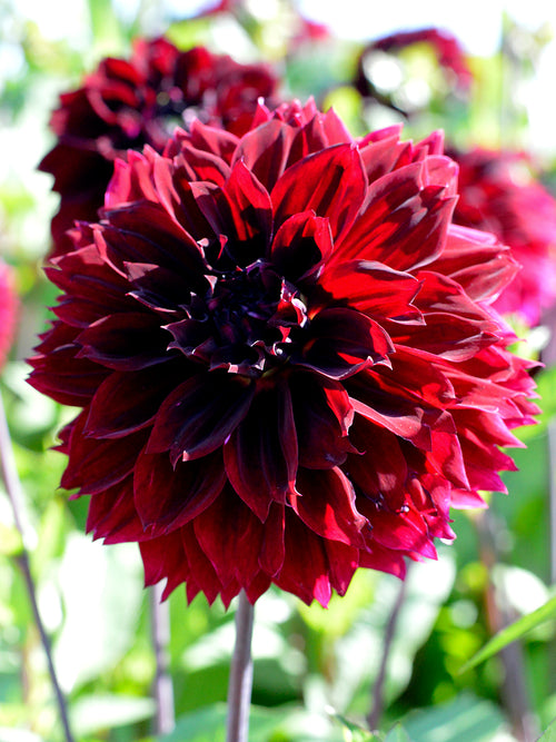 Dahlia Arabian Night