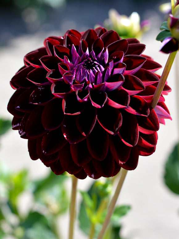 Dahlia Arabian Night