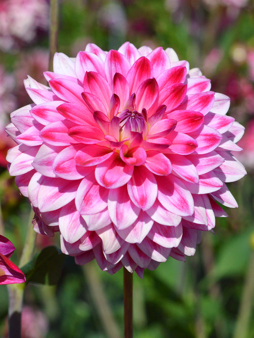 Dahlia Arthur Hambley Tubers | DutchGrown™ UK