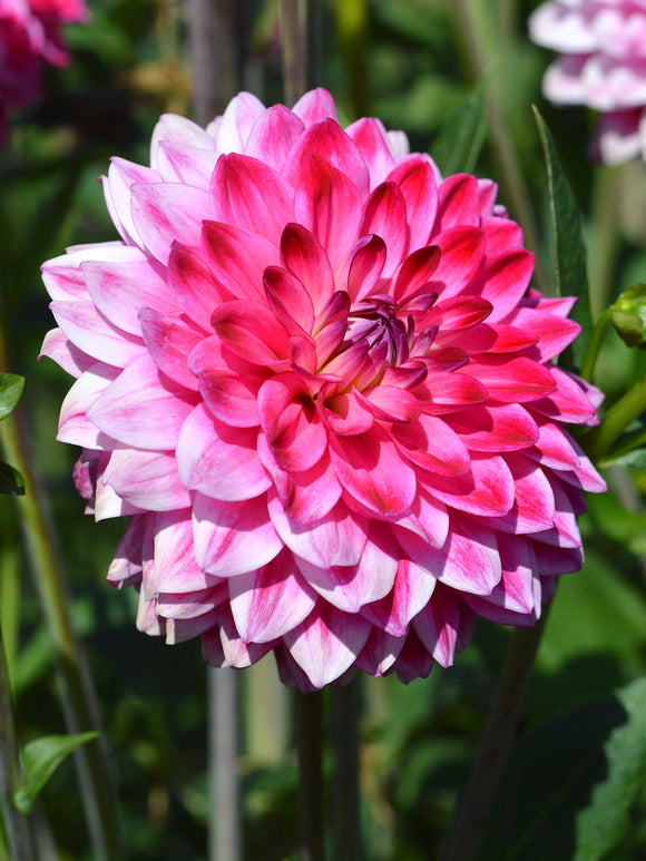 Dahlia Arthur Hambley Tubers | DutchGrown™ UK