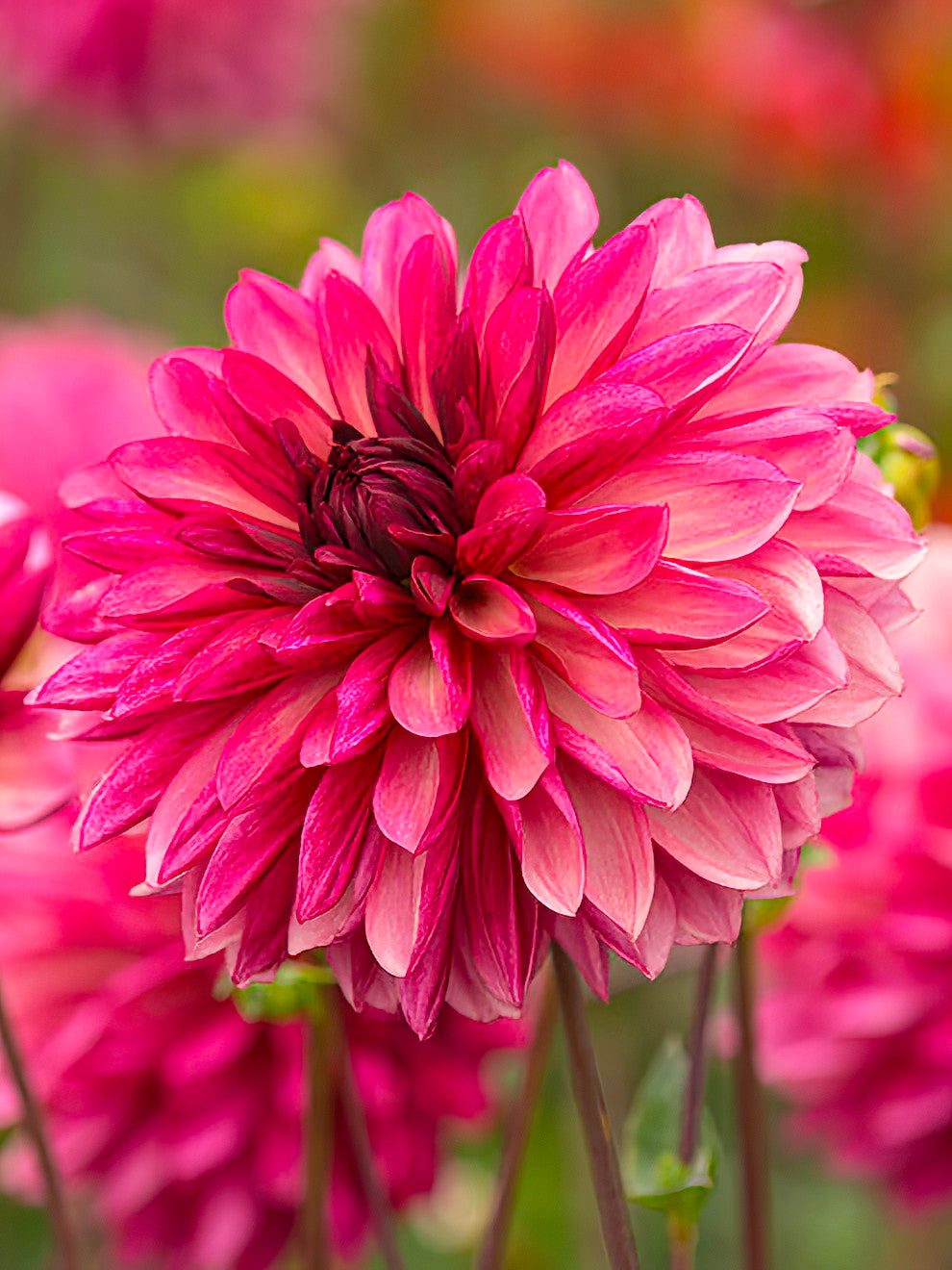 Dahlia &amp;#39;Bacardi&amp;#39; – Dahlias Tubers | DutchGrown™ UK