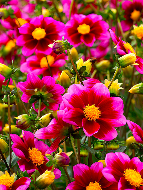 Dahlia Bashful