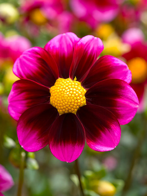 Dahlia ‘Bashful’ collarette bloom close-up