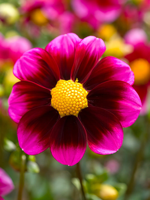 Dahlia ‘Bashful’ collarette bloom close-up