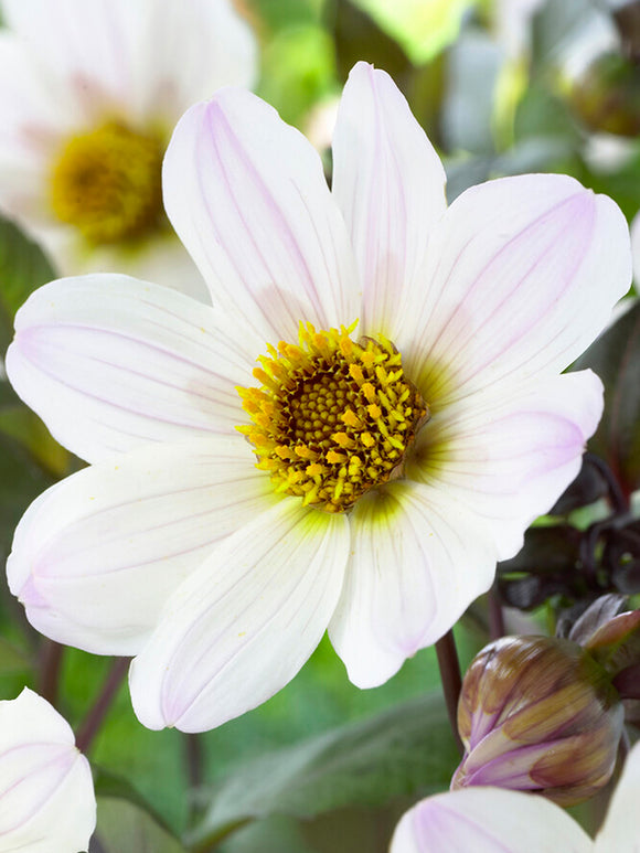 Dahlia Bishop of Dover