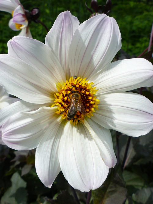 Dahlia Bishop of Dover