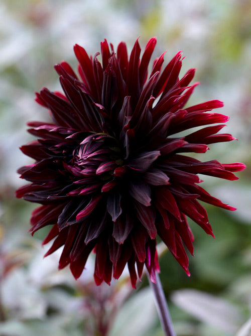 Almost black dahlia flower