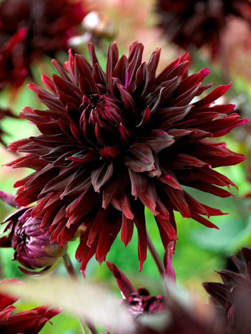 Cactus dahlia with pointed petals