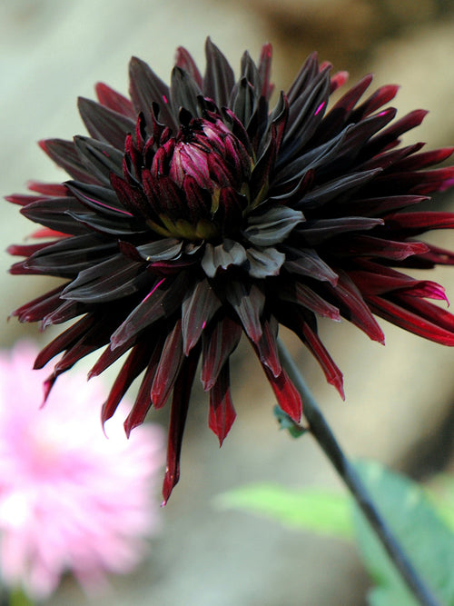 Spiky dark dahlia close-up