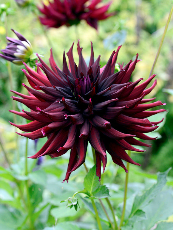 Deep burgundy cactus dahlia flower