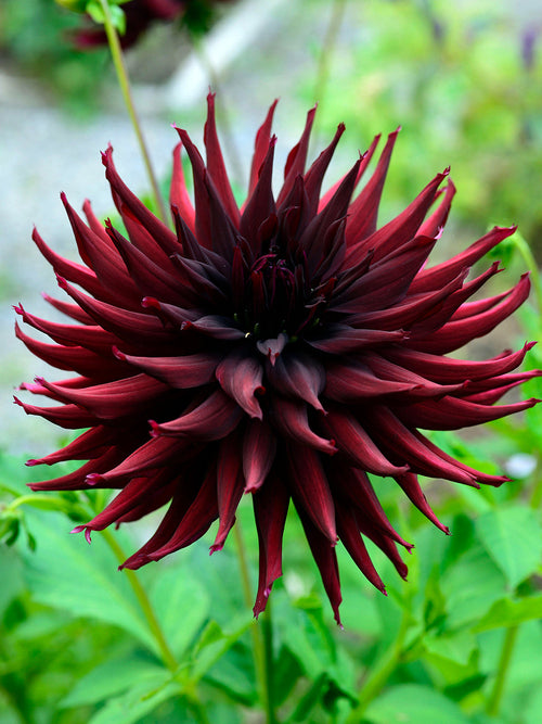 Dahlia ‘Black Narcissus’ dark bloom
