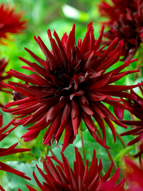 Dark red cactus dahlia in garden