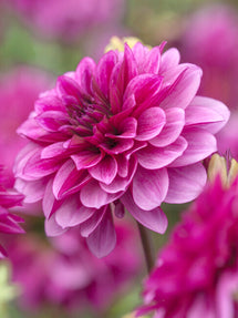 Dahlia Blue Bell