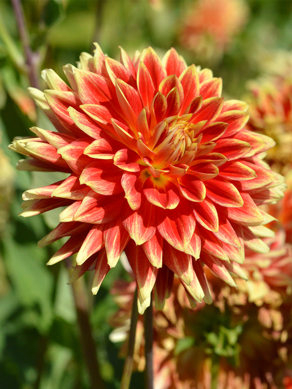 Dahlia Bodacious