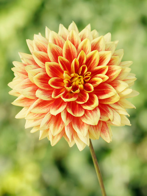 Dahlia Bodacious