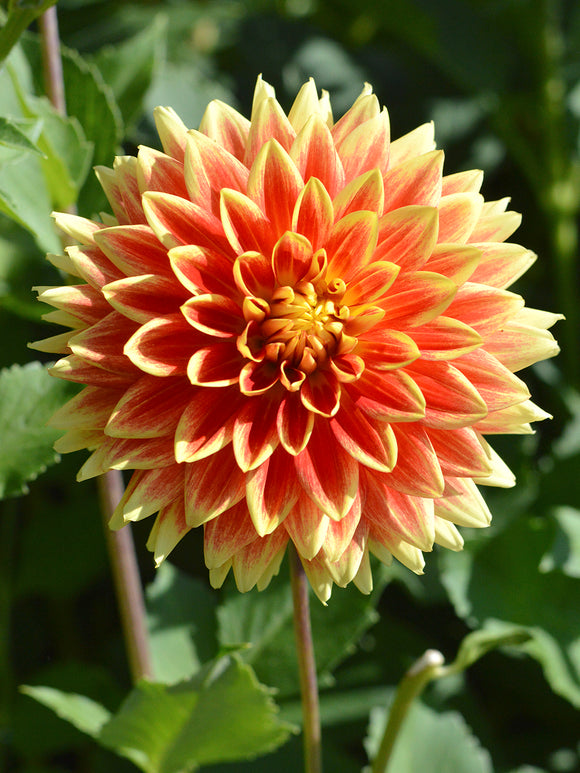 Dahlia Bodacious