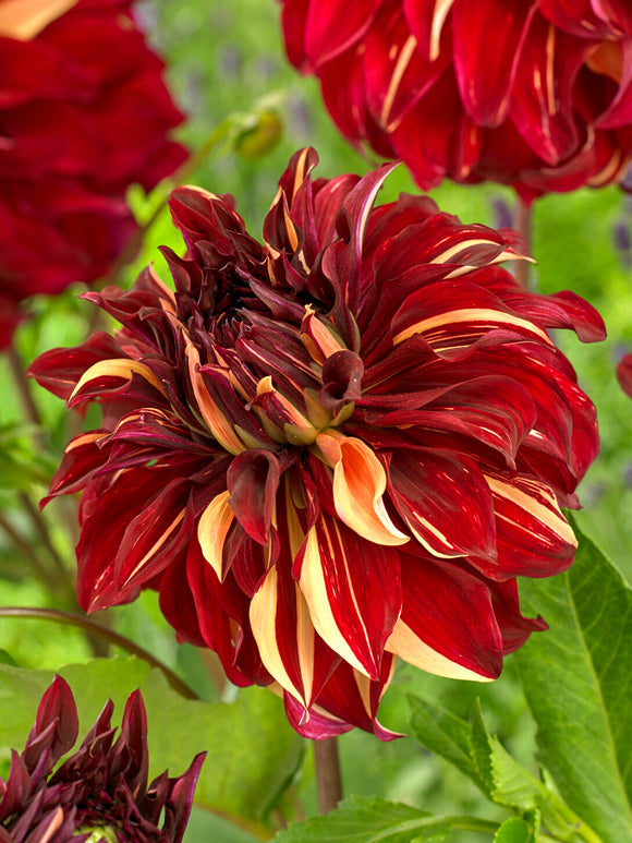 Large decorative dahlia close-up