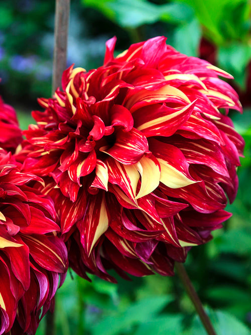 Red and yellow streaked dahlia flower