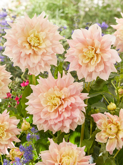 Dahlia Break Out