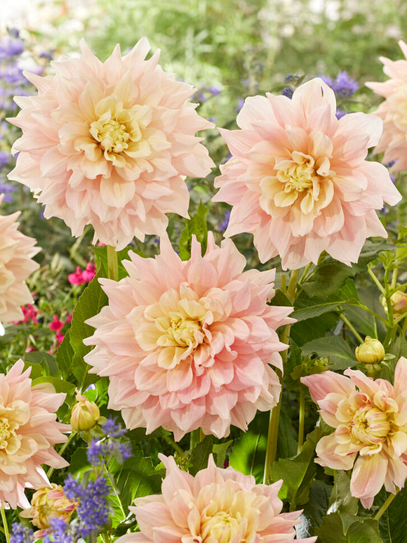 Dahlia Break Out