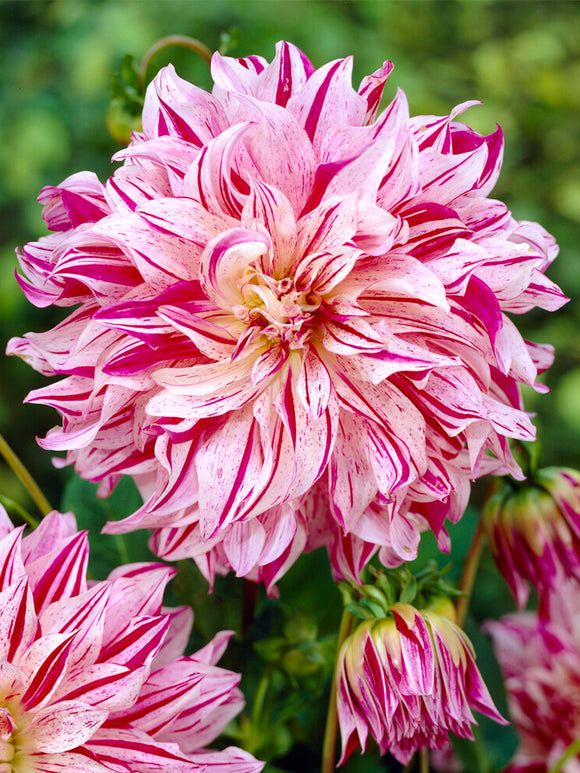 Dahlia Bristol Stripe