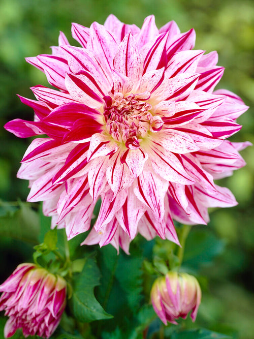 Dahlia Bristol Stripe