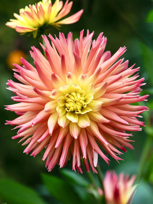 Soft pastel cactus dahlia petals