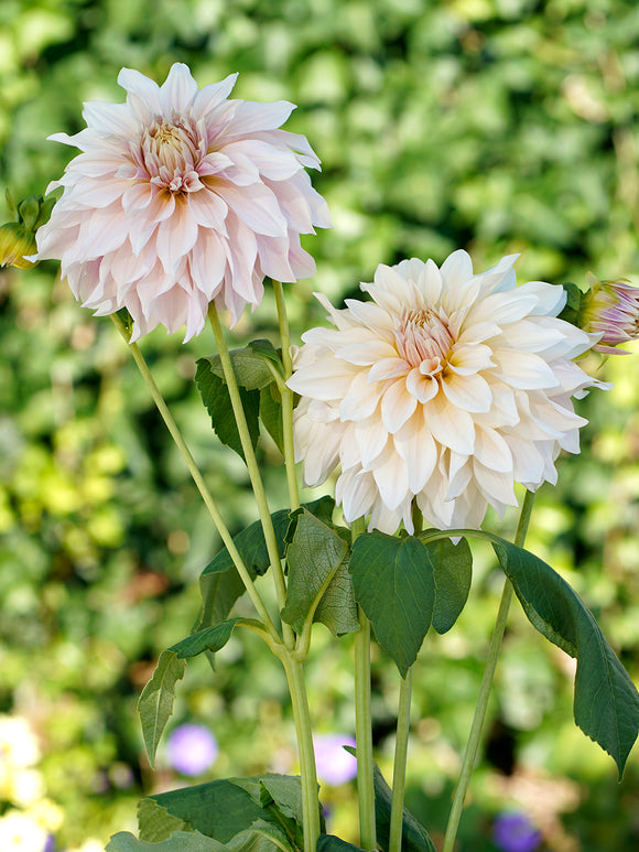 Dahlia Cafe au Lait