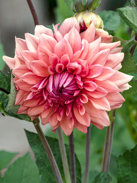 Dahlia Cafe au Lait Royal