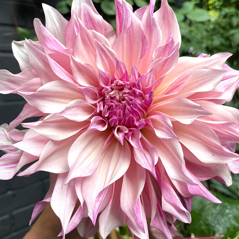 Dahlia Cafe au Lait Royal