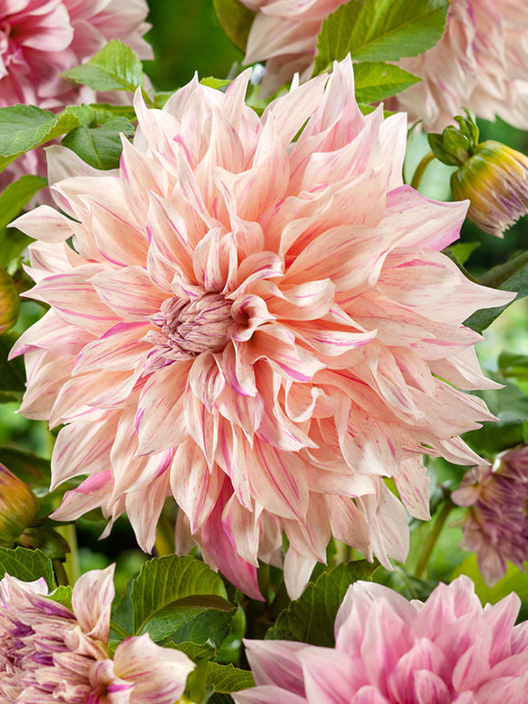 Dahlia Cafe au Lait Twist