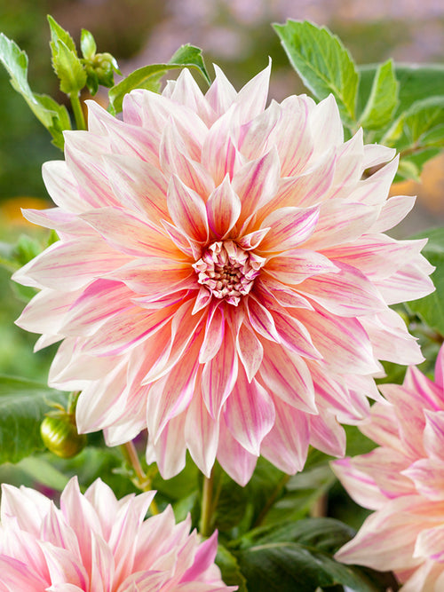 Dahlia Cafe au Lait Twist