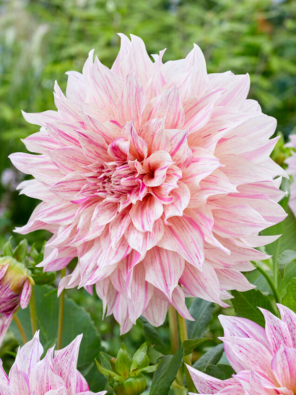 Dahlia Cafe au Lait Twist