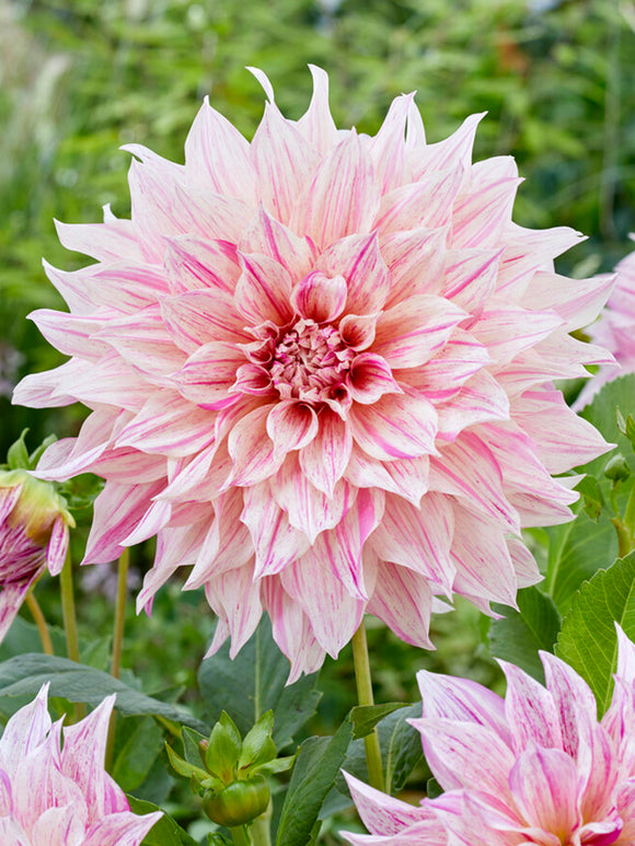 Dahlia Cafe au Lait Twist