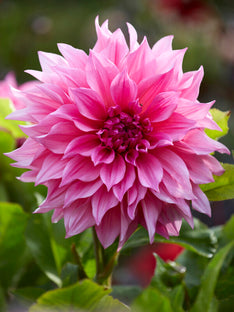 Dahlia Cafe au Lait Rosé