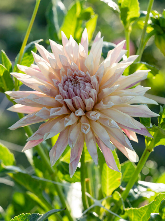 Soft apricot Dahlia ‘Café de Paris in sunglight