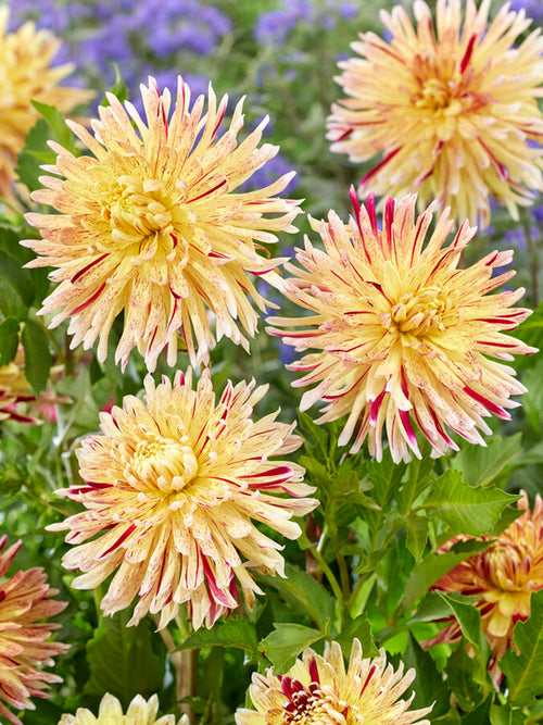 Dahlia Cambridge