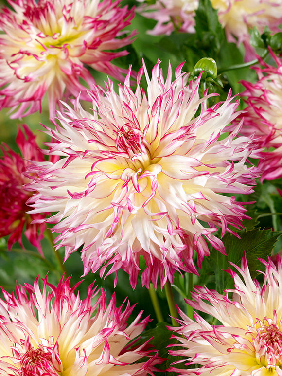 Cream and pink fimbriata dahlia