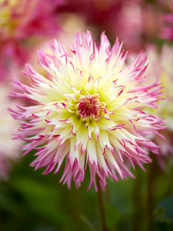 Soft textured dahlia flower close-up