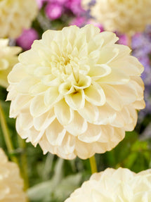 Dahlia Caramel Antique