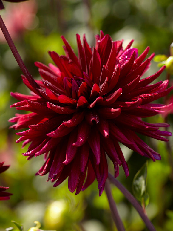 Dahlia ‘Chat Noir’ dark cactus bloom