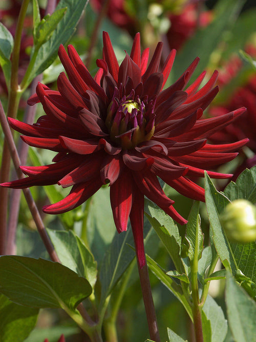 Spiky cactus dahlia close-up