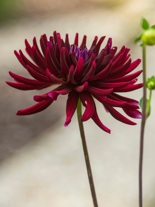 Burgundy near-black dahlia flower