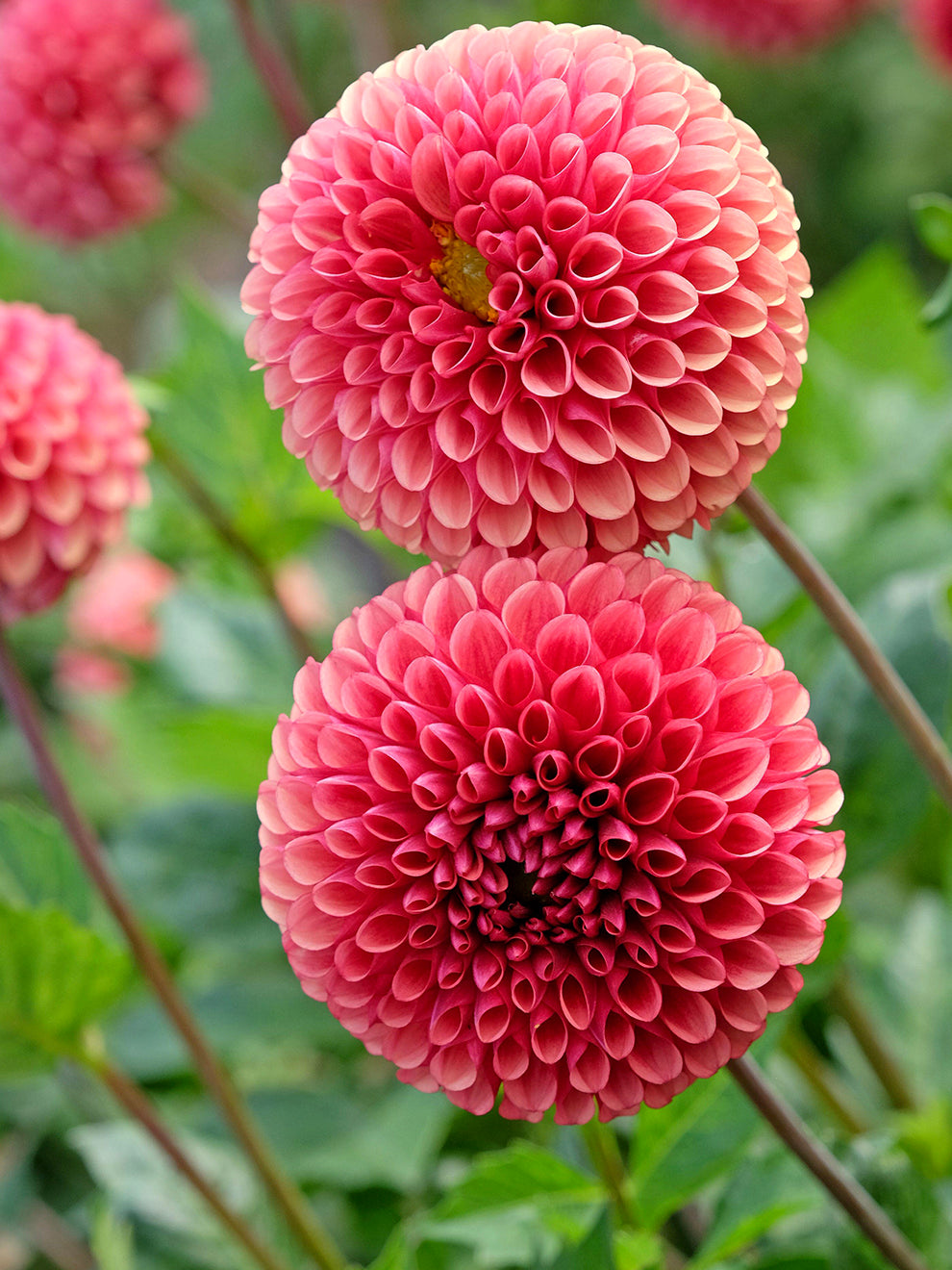 Dahlia Copper Boy Ball Type Dahlia Tubers DutchGrown dahlia-copper-boy-ball-type-dahlia-tubers-dutchgrown