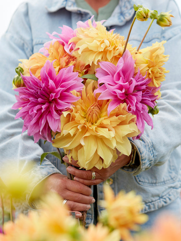 Mix of coral, peach, and blush dahlias in garden border