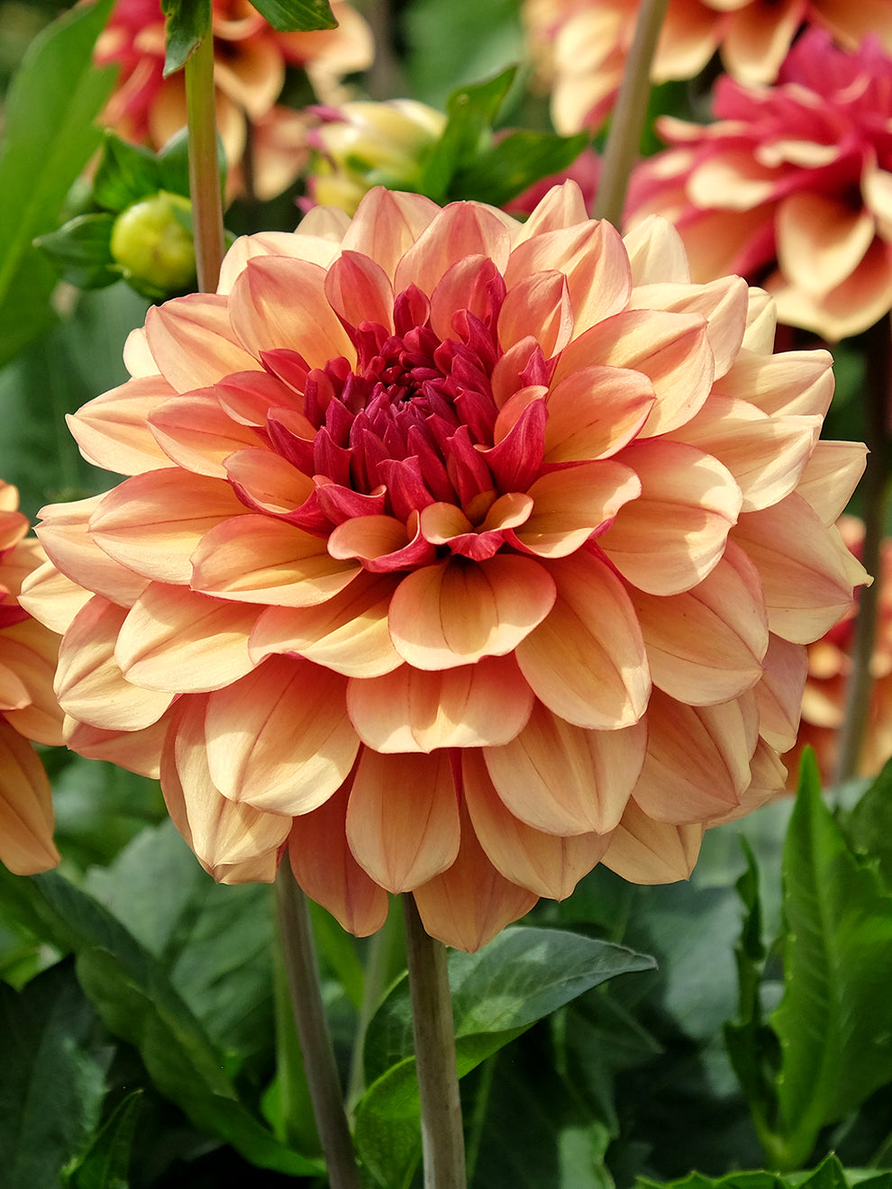 Dahlia Cr me De Cognac Decorative Dahlia DutchGrown UK dahlia-cr-me-de-cognac-decorative-dahlia-dutchgrown-uk